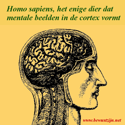 Homo sapiens, enige met corticale mentale beelden